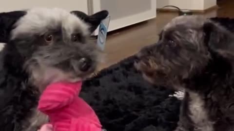 Pets React to Plush Lookalikes Petsies©