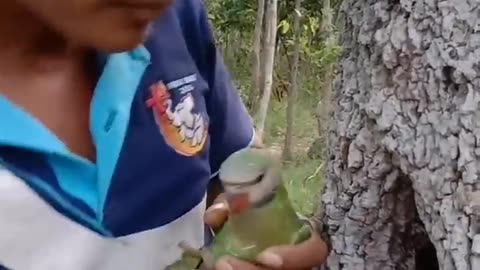 Catching the parrot from the whole of tree