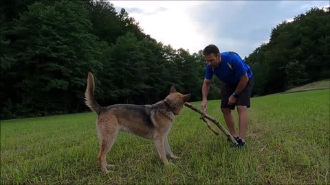 Dog chewing with mouth closed