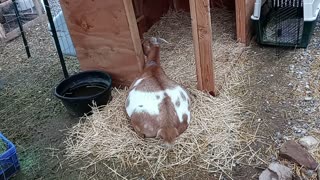 Silly Baby Goat