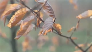 Nature Sounds | Relaxing Nature ASMR | 8D Audio