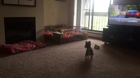 Puppy dives into homemade ball pit