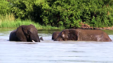 Elephant video