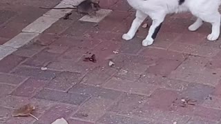 Brave Rat Manages to Intimidate Cat