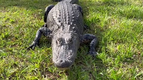 Alligator Refuses to Go!