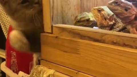 Hilarious Cat Battle: Feline Frenzy at its Finest
