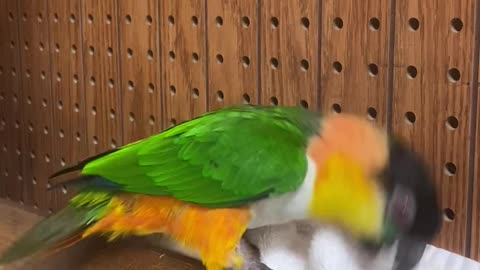 JACK, Caique