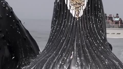 "A Feast of Giants: Unveiling the Spectacular Whale Feeding Frenzies in Monterey Bay"