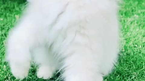 White Cat