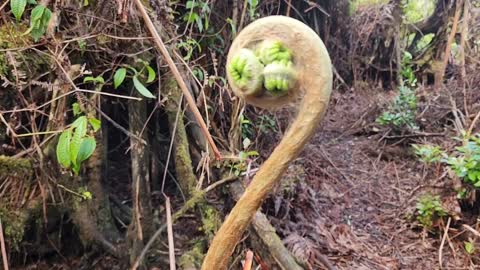 Checking On My Sweet Potato Project