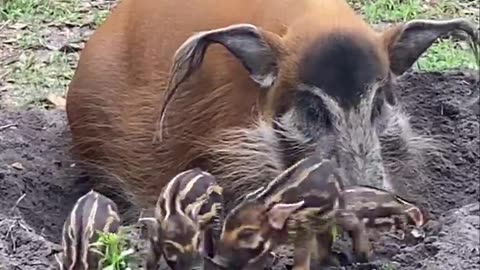 New born wile boar red humbug with line's,