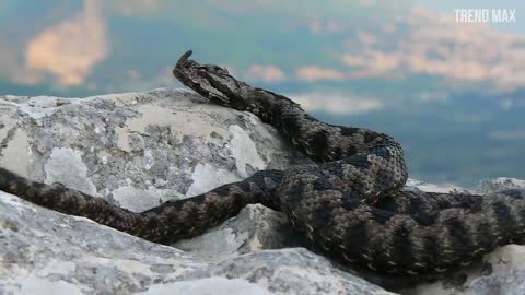 THE WORLD'S RAREST SNAKES