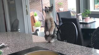 Kitten Watches Rising Steam