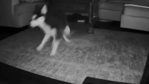 Husky Dog Chasing Tail On The Smart Dog Camera