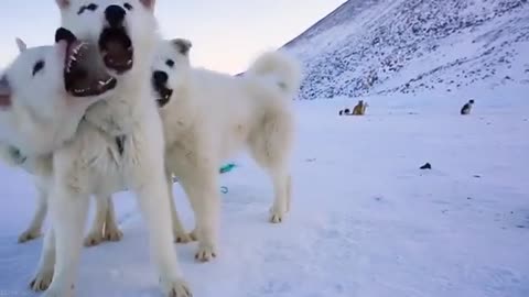 Traveling by dogsled is an extraordinary experience. Pushing through the snow