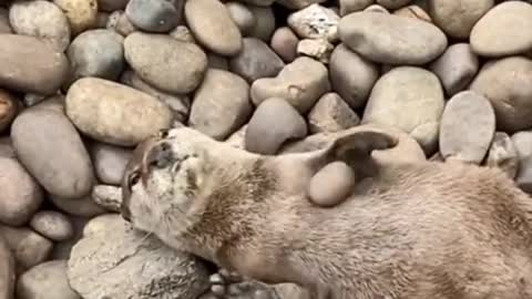 The otter is a hot stone