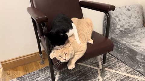 Kitten Annoys Cat