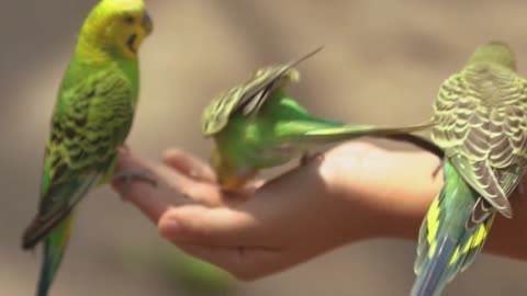 My best feeling when I will eating some colourful birds.