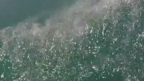 GREAT WHITE SHARK Almost Jumps On The Boat...MUST SEE