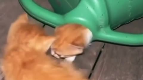 Cats in a Watering Can