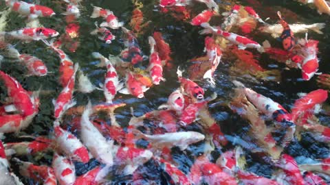 Many types and colors of fish are moving around together.