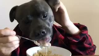 Human-dog hybrid enjoys breakfast