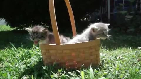 Cute Cats in Basket#Short Video