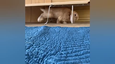 Funny videos of little bunnies 🐇 cute bunnies