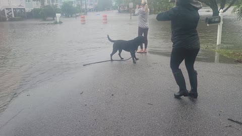 Fido's first flood