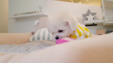 Bichon frise is so cute! lovely puppy videos - Teacup puppies KimsKennelUS