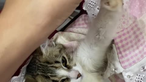 Girl Babies Her Cat While Doing Homework