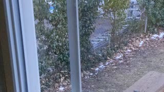 Squirrel grabbing food at window