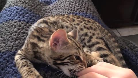 Mama Cat Takes Back Crying Kitten From Toddler cat