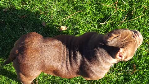 American bully dog