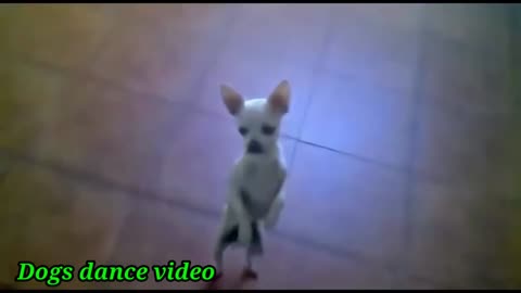 Pup gets super dance video cut pupy