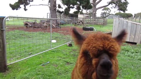 Orphaned alpaca runs across field to greet owner