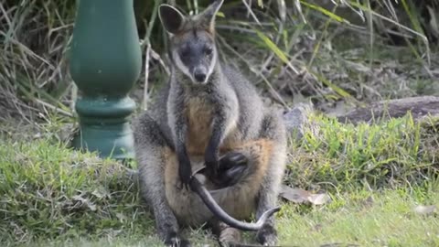 Swamp Wallaby Joey in Pouch