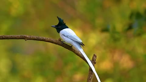 "Spectacular Plumage and Grace: Exploring the Enchanting Beauty of the Asian Paradise Flycatcher"