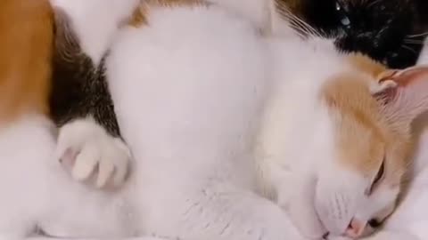 Captain Cats lover ❤ | funny cat video | cat video | fun with cat | #kitten #kitty #pet