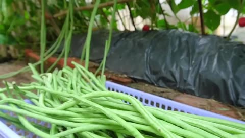 Growing long beans at home