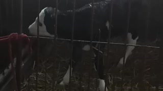 A tiny cow and her amazing sound you haven't heard before