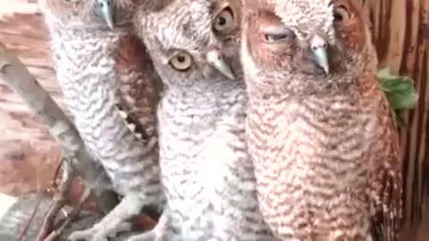 Owls are getting strange