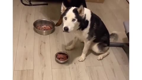 Dogs "Are you serious bro" Eating food|| funny video