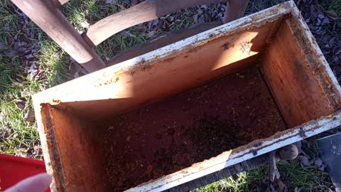 Inspection of a dead nuc of bees. January 2022. These bees were robbed out.