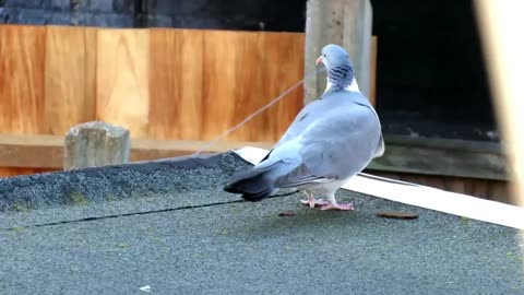 Wood Pigeon