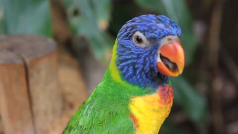 Parrot,Papağan, Animals, Pet Stock