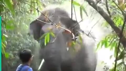 Shocking animals encounter