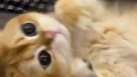 Listen to this cat literally say "hello" over and over again