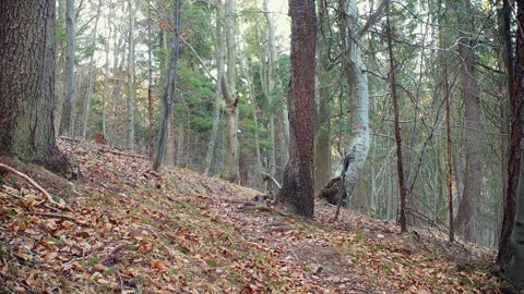 Medvedia rodinka na výlete _ Medveď hnedý (Ursus arctos) _ Fotopasca