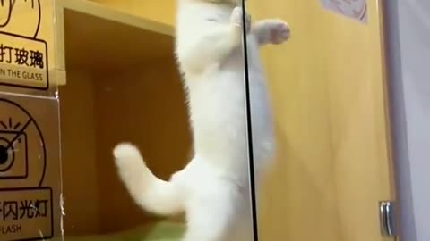 Cats kittens funny dance reels, cats dance video